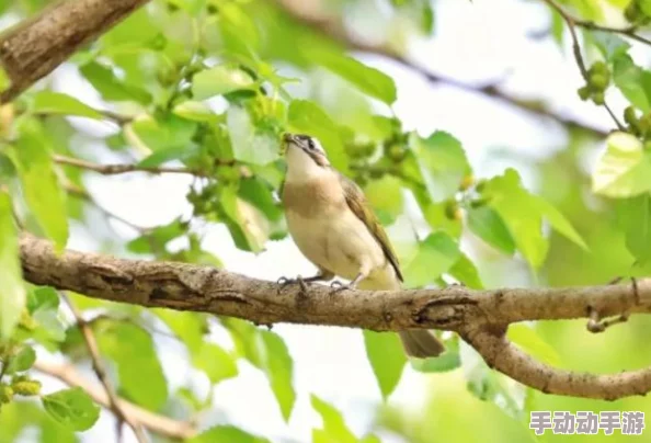 黑瞎子易感期彻底标记小花，揭示野生动物保护的重要性与生态平衡的微妙关系