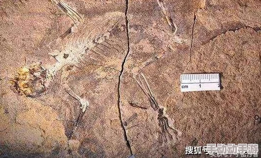 长弓燧龙：深入理解这一古代生物的特征与生态环境的重要性