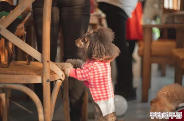 隔壁妹妹和她可爱的狗狗一起冒险，带你走进温馨有趣的邻里生活故事！