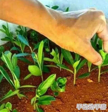 日本72种扦插方式:用户称赞方法简单有效,适合新手和经验丰富的园艺爱好者 日本72种扦插方式:用户称赞方法简单有效,适合新手和经验丰富的园艺爱好者