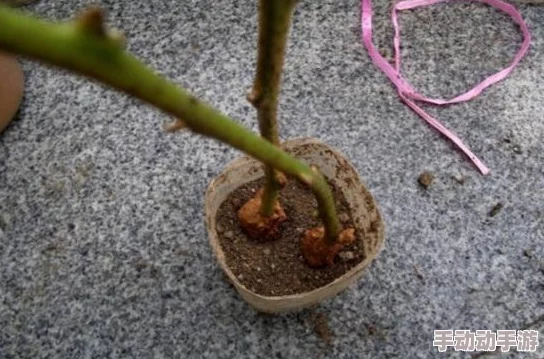 日本72种扦插方式:用户称赞方法简单有效,适合新手和经验丰富的园艺爱好者 日本72种扦插方式:用户称赞方法简单有效,适合新手和经验丰富的园艺爱好者