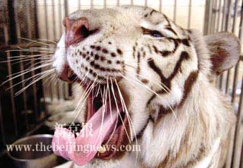 粉嫩虎白女p虎白女：深入理解这一现象背后的文化与社会意义