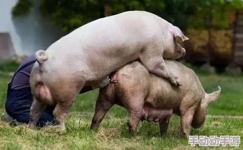 女人和公猪交内射电影：探讨人类与动物之间的禁忌关系及其社会影响