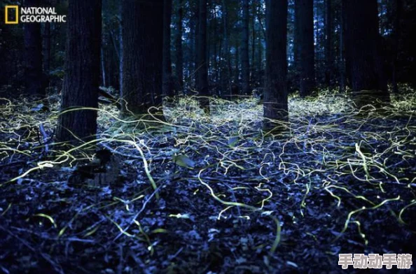 流萤自我奖励被发现:探讨昆虫行为新视角与生态影响 流萤自我奖励被发现:探讨昆虫行为新视角与生态影响