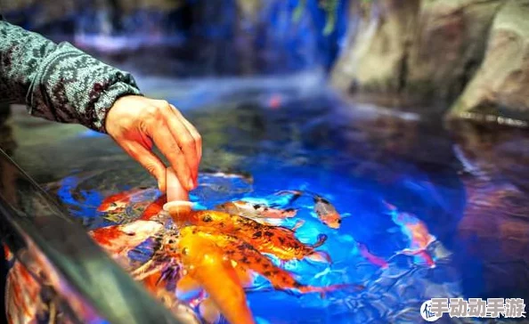 梦幻水族箱养护秘籍:精准喂鱼技巧大公开,解锁专业级水族管理员养成之路 梦幻水族箱养护秘籍:精准喂鱼技巧大公开,解锁专业级水族管理员养成之路