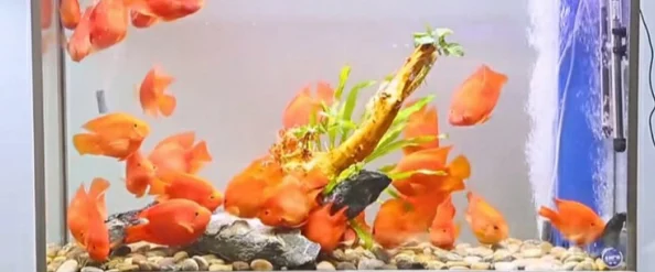 梦幻水族箱养护秘籍:精准喂鱼技巧大公开,解锁专业级水族管理员养成之路 梦幻水族箱养护秘籍:精准喂鱼技巧大公开,解锁专业级水族管理员养成之路