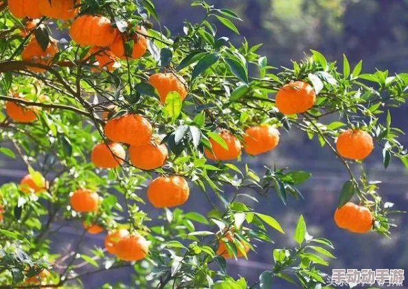 果香满屋,fruit回家永不迷路,分享你的水果故事与美好回忆吧! 果香满屋,fruit回家永不迷路,分享你的水果故事与美好回忆吧!