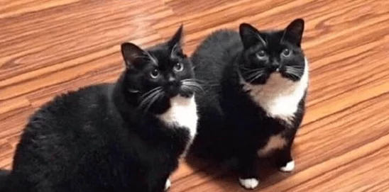 深入了解tom地域网名入口的多样化应用与背景故事 深入了解tom地域网名入口的多样化应用与背景故事