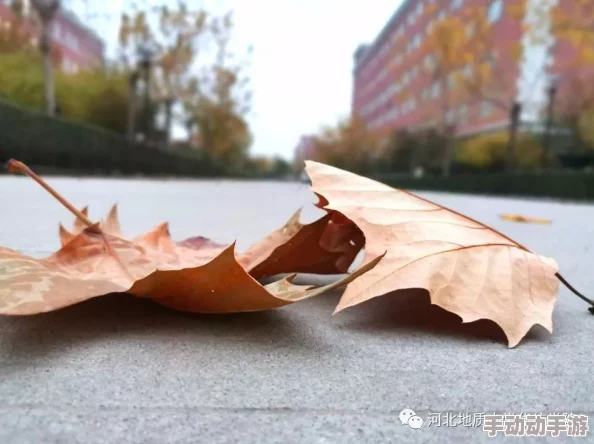 校园pop1∨1h温软冷意：揭秘学生们对不同季节的喜好和心情变化