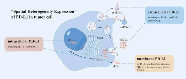 高能lH1对多：深入解析其背后原理与应用前景