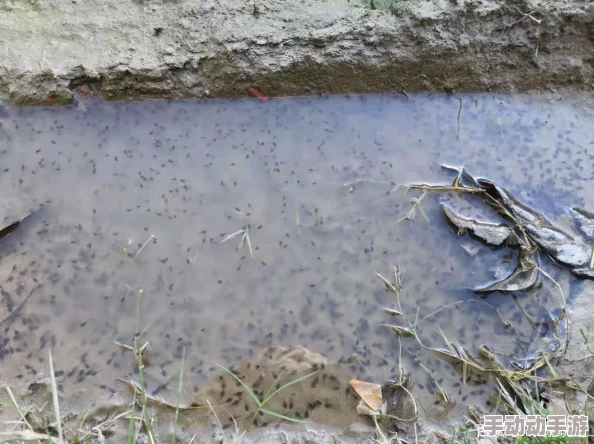蝌蚪窝一个:在这个小小的水域中,生命的奇迹正在悄然发生,展现出自然界的神秘与美丽 蝌蚪窝一个:在这个小小的水域中,生命的奇迹正在悄然发生,展现出自然界的神秘与美丽