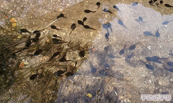 蝌蚪窝一个:在这个小小的水域中,生命的奇迹正在悄然发生,展现出自然界的神秘与美丽 蝌蚪窝一个:在这个小小的水域中,生命的奇迹正在悄然发生,展现出自然界的神秘与美丽
