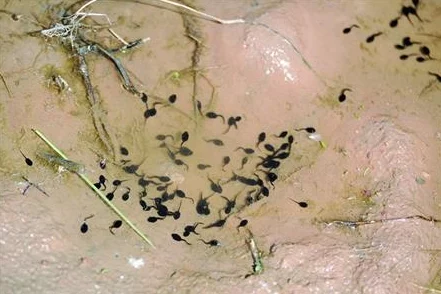 蝌蚪窝一个:在这个小小的水域中,生命的奇迹正在悄然发生,展现出自然界的神秘与美丽 蝌蚪窝一个:在这个小小的水域中,生命的奇迹正在悄然发生,展现出自然界的神秘与美丽