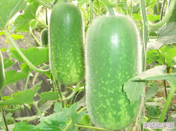 51cg今日大瓜必吃大瓜莫里，网红推荐，口碑爆棚！