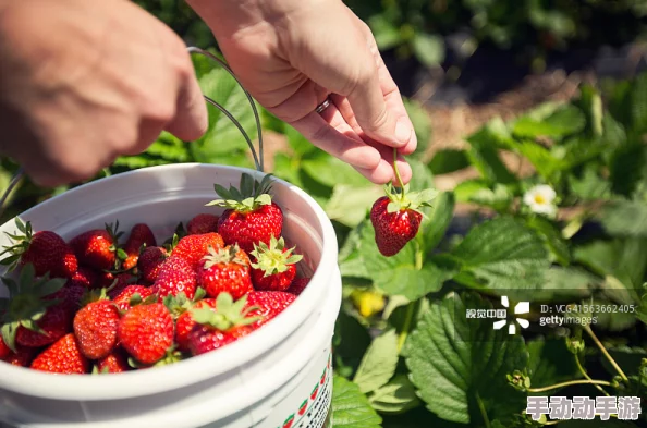草莓视频网站：高清无广告，畅享超丰富福利视频，让你的观看体验尽享极致快乐！