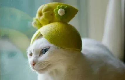 理解糖心柚子猫的独特魅力与可爱之处,带你走进这个迷人的世界 理解糖心柚子猫的独特魅力与可爱之处,带你走进这个迷人的世界