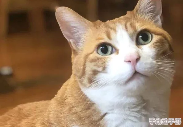 理解糖心柚子猫的独特魅力与可爱之处,带你走进这个迷人的世界 理解糖心柚子猫的独特魅力与可爱之处,带你走进这个迷人的世界