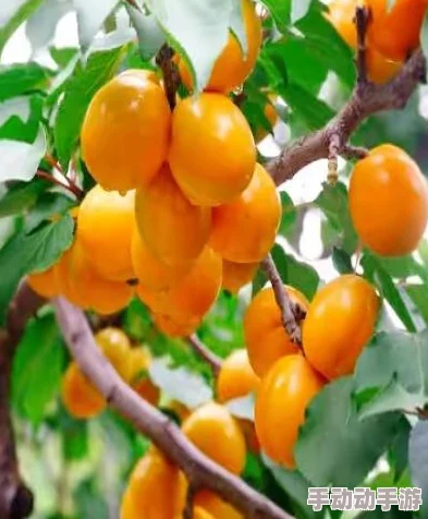 草莓丝瓜向日葵樱桃各自的功效是什么？用户评价：这些食材真是营养丰富，效果显著，让我受益匪浅！