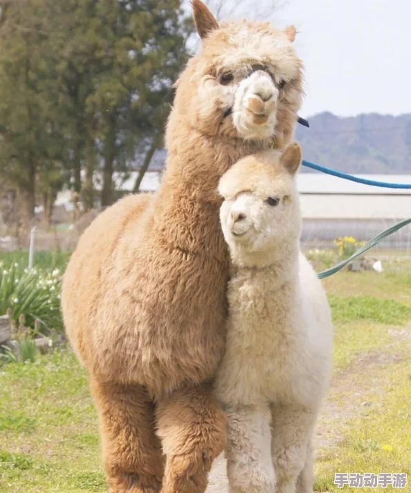 《我的世界》中国版:独家策略解锁神兽羊驼,全面指南助你轻松驾驭萌宠之旅 《我的世界》中国版:独家策略解锁神兽羊驼,全面指南助你轻松驾驭萌宠之旅