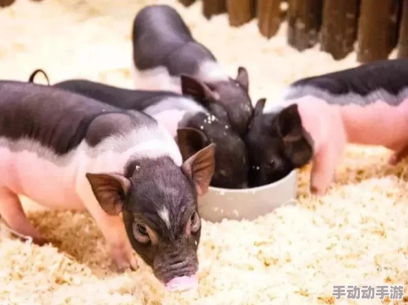 《我的世界》中国版:独家策略解锁神兽羊驼,全面指南助你轻松驾驭萌宠之旅 《我的世界》中国版:独家策略解锁神兽羊驼,全面指南助你轻松驾驭萌宠之旅