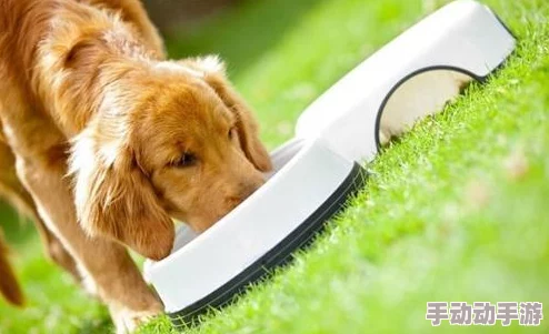 生存之志2全面攻略：解锁狗狗专属装备与高效听诊器获取技巧