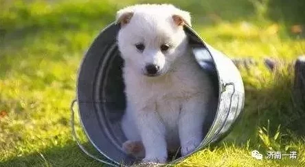 生存之志2全面攻略：解锁狗狗专属装备与高效听诊器获取技巧