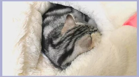 粉嫩虎白女p虎白女蜜桃：深入理解这一现象背后的文化与心理因素，探讨其影响力与受众反应