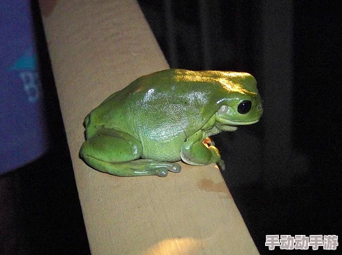 《模拟人生4》中珍稀度排行：探寻最昂贵且独特的青蛙品种揭秘