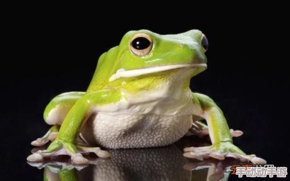 《模拟人生4》中珍稀度排行：探寻最昂贵且独特的青蛙品种揭秘