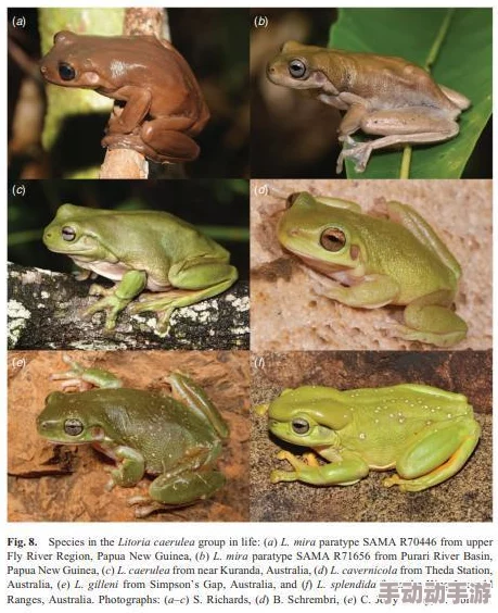 《模拟人生4》中珍稀度排行：探寻最昂贵且独特的青蛙品种揭秘