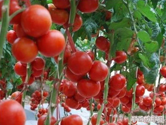 《文明6》策略探讨：如何选择最适合您城市发展的高效发电站类型？