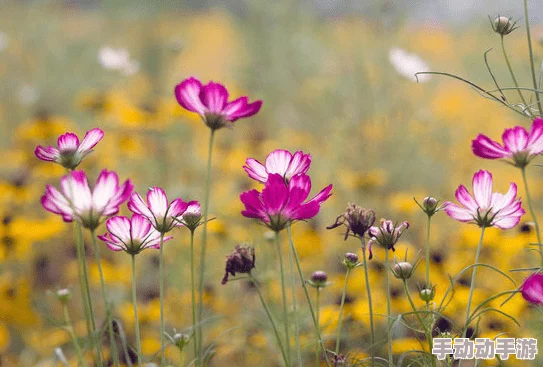 色哟哟91：锦上添花，绽放异彩的时尚之选