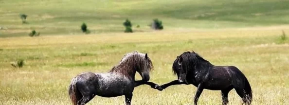 随着马儿的奔跑项弄，理解其背后的文化与情感表达的重要性