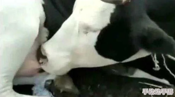 绑起来往屁股眼灌肠用牛奶,胆大妄为者必自食其果 绑起来往屁股眼灌肠用牛奶,胆大妄为者必自食其果