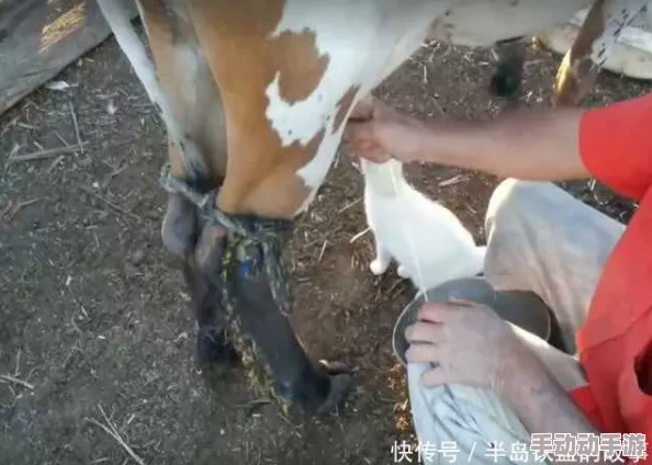 绑起来往屁股眼灌肠用牛奶,胆大妄为者必自食其果 绑起来往屁股眼灌肠用牛奶,胆大妄为者必自食其果