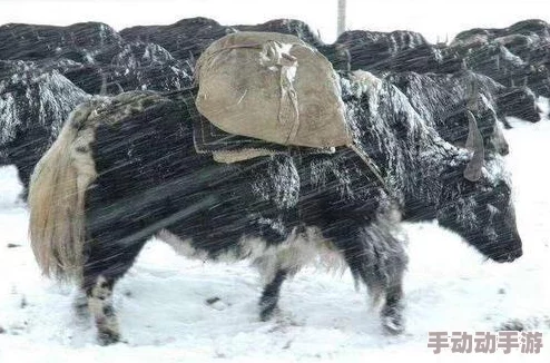 鼓蓬蓬一张一合牦户又肥又厚，如日中天、势不可挡