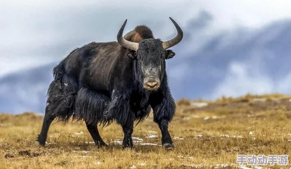 鼓蓬蓬一张一合牦户又肥又厚，如日中天、势不可挡