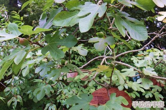 拿我的妹妹做实验2桃子移植,勇敢追梦,科学与爱心并行,让我们一起创造美好的未来! 拿我的妹妹做实验2桃子移植,勇敢追梦,科学与爱心并行,让我们一起创造美好的未来!