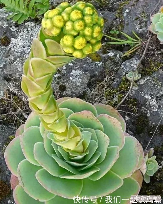 活体肉莲被金刚杵了会怎么样?科学家揭秘这种罕见植物的神秘生长规律 活体肉莲被金刚杵了会怎么样?科学家揭秘这种罕见植物的神秘生长规律