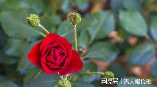 あなたは母がいない什么意思?探讨这个短语背后的情感与意义,揭示人们的内心世界 あなたは母がいない什么意思?探讨这个短语背后的情感与意义,揭示人们的内心世界