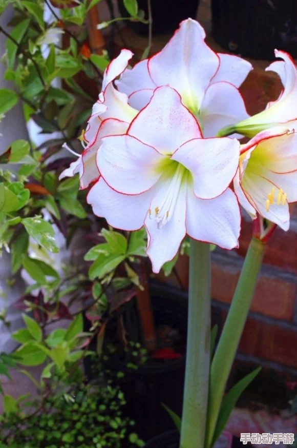 あなたは母がいない什么意思?探讨这个短语背后的情感与意义,揭示人们的内心世界 あなたは母がいない什么意思?探讨这个短语背后的情感与意义,揭示人们的内心世界