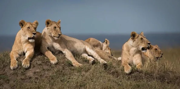 老卫和淑蓉：用户评价揭示了他们之间深厚的情感与生活中的点滴温馨瞬间