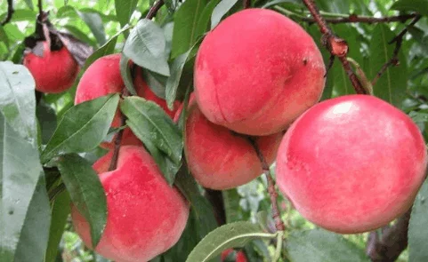 红桃国际:享受高品质服务与精彩娱乐体验的完美结合,带你进入非凡的休闲世界 红桃国际:享受高品质服务与精彩娱乐体验的完美结合,带你进入非凡的休闲世界