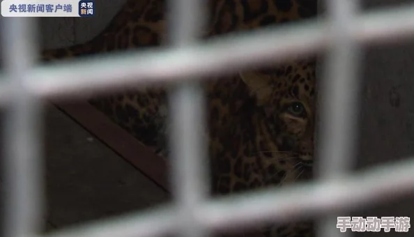 打剧烈运动不盖被子会怎么样视频：了解身体反应与健康影响的深度分析