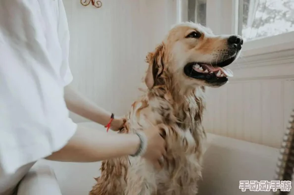 老公不在家狗狗的东西能要吗？2024年宠物经济新趋势下的家庭消费观念变化分析