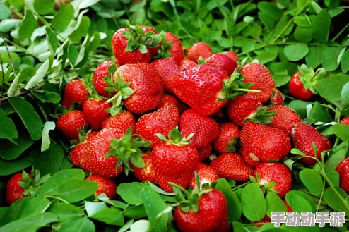 草莓视频18岁：用户评价称其内容丰富，界面友好，是年轻人追剧的首选平台！