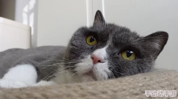 色猫视频:用户评价热烈,精彩内容引发观众强烈共鸣与喜爱! 色猫视频:用户评价热烈,精彩内容引发观众强烈共鸣与喜爱!