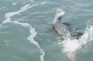 海洋霸主之战：鲨鱼风暴中精灵实力榜单与特色强度全剖析