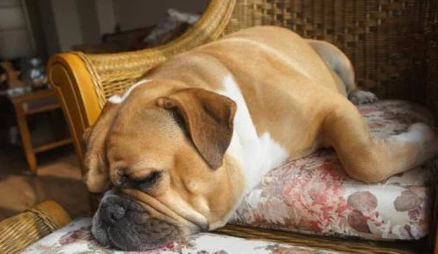 狗狗猛涨精肉狗大壮增肥增食欲,2024年宠物营养新趋势引发关注! 狗狗猛涨精肉狗大壮增肥增食欲,2024年宠物营养新趋势引发关注!