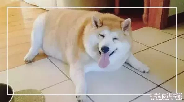 狗狗猛涨精肉狗大壮增肥增食欲,2024年宠物营养新趋势引发关注! 狗狗猛涨精肉狗大壮增肥增食欲,2024年宠物营养新趋势引发关注!